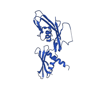 28143_8eh8_G_v1-0
Cryo-EM structure of his-elemental paused elongation complex with a folded TL and a rotated RH-FL (1)