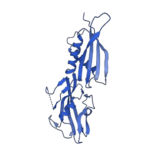 28146_8ehf_H_v1-0
Cryo-EM structure of his-elemental paused elongation complex with an unfolded TL (1)