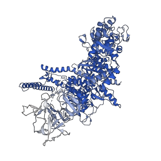 28146_8ehf_J_v1-0
Cryo-EM structure of his-elemental paused elongation complex with an unfolded TL (1)
