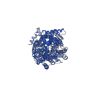 28161_8eiq_A_v1-0
The complex of phosphorylated human delta F508 cystic fibrosis transmembrane conductance regulator (CFTR) with Trikafta [elexacaftor (VX-445), tezacaftor (VX-661), ivacaftor (VX-770)] and ATP/Mg