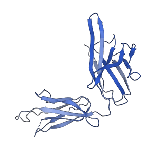 28196_8eka_H_v1-1
Cryo-EM structure of a potent anti-malarial antibody L9 in complex with Plasmodium falciparum circumsporozoite protein (PfCSP)(class 2)