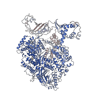 31177_7el9_A_v1-2
Structure of Machupo virus L polymerase in complex with Z protein and 3'-vRNA (dimeric complex)