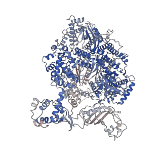 31177_7el9_D_v1-2
Structure of Machupo virus L polymerase in complex with Z protein and 3'-vRNA (dimeric complex)