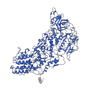 31183_7elh_H_v1-0
In situ structure of transcriptional enzyme complex and capsid shell protein of mammalian reovirus at initiation state