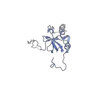 3891_6elz_E_v1-4
State E (TAP-Flag-Ytm1 E80A) - Visualizing the assembly pathway of nucleolar pre-60S ribosomes