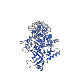 28244_8emc_F_v1-2
CryoEM characterization of BrxL -- a unique AAA+ phage restriction Factor.