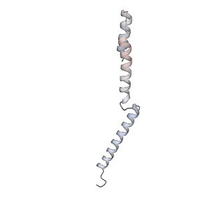 31191_7emf_I_v1-2
Human Mediator (deletion of MED1-IDR) in a Tail-extended conformation