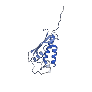 3893_6em1_P_v1-0
State C (Nsa1-TAP Flag-Ytm1) - Visualizing the assembly pathway of nucleolar pre-60S ribosomes