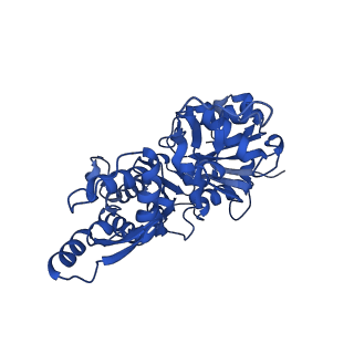 28270_8enc_F_v1-1
Helical reconstruction of the human cardiac actin-tropomyosin-myosin loop 4 7G mutant complex