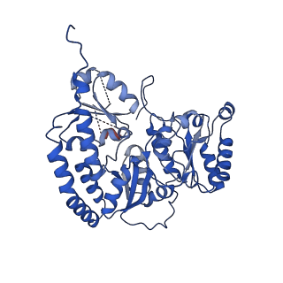 28275_8eno_C_v1-0
Homocitrate-deficient nitrogenase MoFe-protein from A. vinelandii nifV knockout in complex with NafT