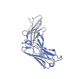 31210_7eng_H_v1-1
Cryo-EM structure of the SARS-CoV-2 S-6P in complex with Fab30 (local refinement of the RBD and Fab30)