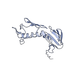 3899_6enj_G_v1-2
Polyproline-stalled ribosome in the presence of A+P site tRNA and elongation-factor P (EF-P)