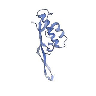 3899_6enj_S_v1-2
Polyproline-stalled ribosome in the presence of A+P site tRNA and elongation-factor P (EF-P)