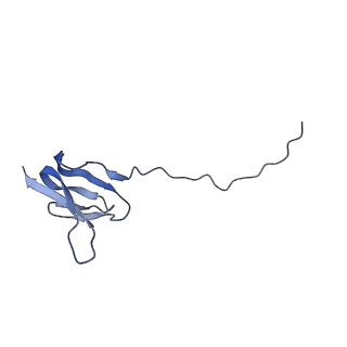 3899_6enj_W_v1-2
Polyproline-stalled ribosome in the presence of A+P site tRNA and elongation-factor P (EF-P)