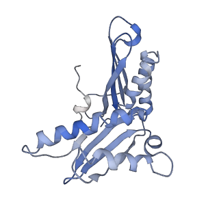 3899_6enj_c_v1-2
Polyproline-stalled ribosome in the presence of A+P site tRNA and elongation-factor P (EF-P)