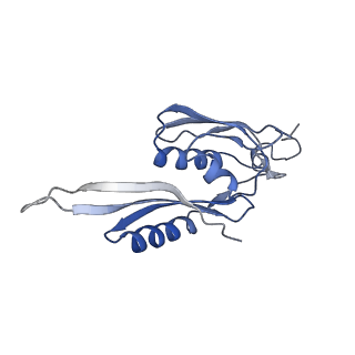 3899_6enj_e_v1-2
Polyproline-stalled ribosome in the presence of A+P site tRNA and elongation-factor P (EF-P)
