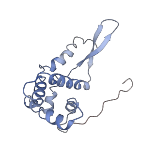 3899_6enj_g_v1-2
Polyproline-stalled ribosome in the presence of A+P site tRNA and elongation-factor P (EF-P)
