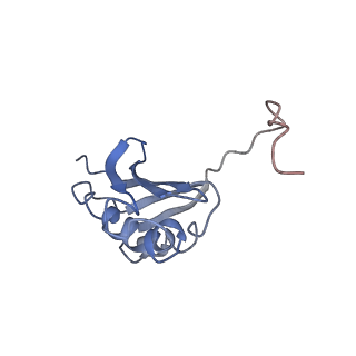 3899_6enj_k_v1-2
Polyproline-stalled ribosome in the presence of A+P site tRNA and elongation-factor P (EF-P)