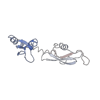 3903_6enu_H_v1-1
Polyproline-stalled ribosome in the presence of elongation-factor P (EF-P)