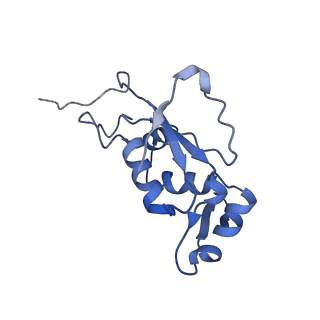 3903_6enu_J_v1-1
Polyproline-stalled ribosome in the presence of elongation-factor P (EF-P)