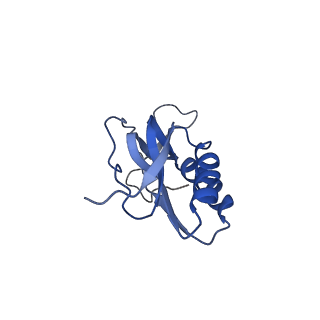3903_6enu_M_v1-1
Polyproline-stalled ribosome in the presence of elongation-factor P (EF-P)