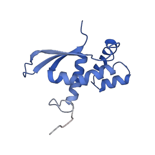 3903_6enu_N_v1-1
Polyproline-stalled ribosome in the presence of elongation-factor P (EF-P)