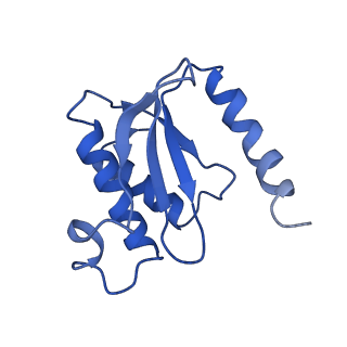 3903_6enu_O_v1-1
Polyproline-stalled ribosome in the presence of elongation-factor P (EF-P)