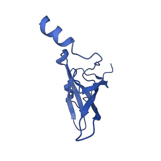 3903_6enu_P_v1-1
Polyproline-stalled ribosome in the presence of elongation-factor P (EF-P)