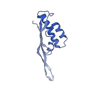 3903_6enu_S_v1-1
Polyproline-stalled ribosome in the presence of elongation-factor P (EF-P)