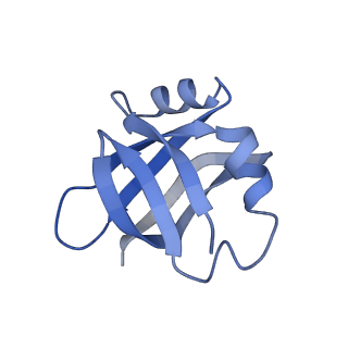 3903_6enu_V_v1-1
Polyproline-stalled ribosome in the presence of elongation-factor P (EF-P)