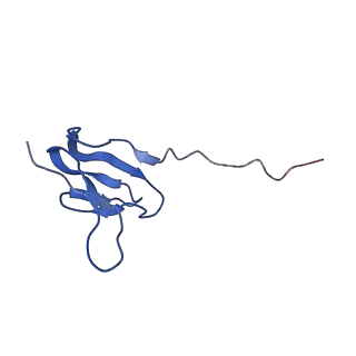 3903_6enu_W_v1-1
Polyproline-stalled ribosome in the presence of elongation-factor P (EF-P)