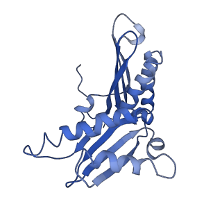 3903_6enu_c_v1-1
Polyproline-stalled ribosome in the presence of elongation-factor P (EF-P)