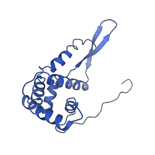 3903_6enu_g_v1-1
Polyproline-stalled ribosome in the presence of elongation-factor P (EF-P)