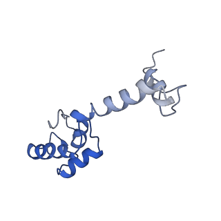 3903_6enu_m_v1-1
Polyproline-stalled ribosome in the presence of elongation-factor P (EF-P)