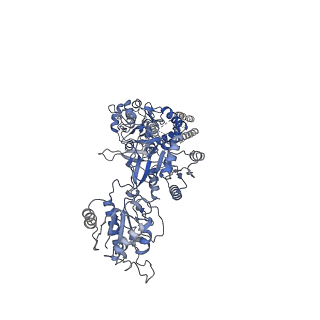 31228_7eor_C_v1-2
Structure of the human GluN1/GluN2A NMDA receptor in the glycine/glutamate/GNE-6901 bound state
