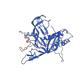 31265_7eqg_C_v1-2
Structure of Csy-AcrIF5