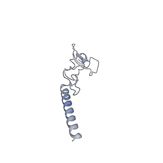 24411_8esq_g_v1-2
Ytm1 associated nascent 60S ribosome State 2