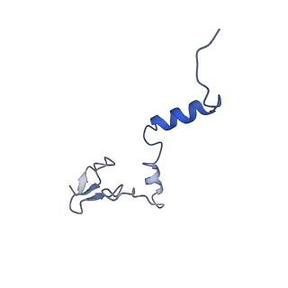 24411_8esq_j_v1-2
Ytm1 associated nascent 60S ribosome State 2