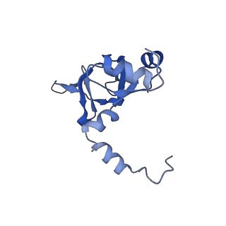24422_8esr_Y_v1-2
Ytm1 associated nascent 60S ribosome (-fkbp39) State 2