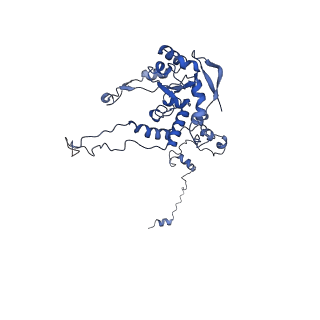 24396_8etj_C_v1-2
Fkbp39 associated 60S nascent ribosome State 2