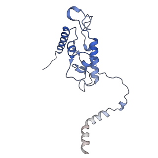 24396_8etj_L_v1-2
Fkbp39 associated 60S nascent ribosome State 2