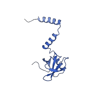 24396_8etj_M_v1-2
Fkbp39 associated 60S nascent ribosome State 2