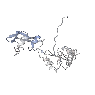 24396_8etj_W_v1-2
Fkbp39 associated 60S nascent ribosome State 2