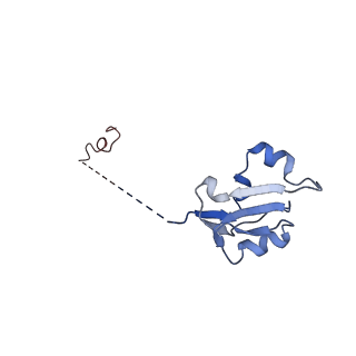24396_8etj_a_v1-2
Fkbp39 associated 60S nascent ribosome State 2