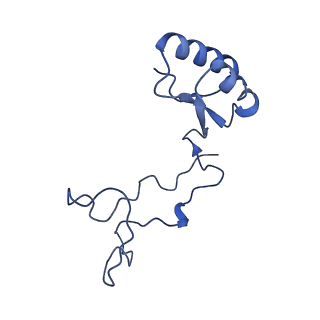 24396_8etj_e_v1-2
Fkbp39 associated 60S nascent ribosome State 2