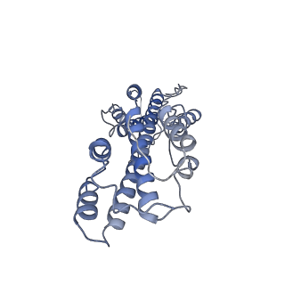 31301_7eto_1_v1-1
C1 CVSC-binding penton vertex in the virion capsid of Human Cytomegalovirus