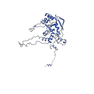 24410_8eup_C_v1-2
Ytm1 associated 60S nascent ribosome State 1A