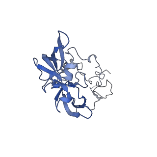 24412_8eug_A_v1-2
Ytm1 associated nascent 60S ribosome State 3