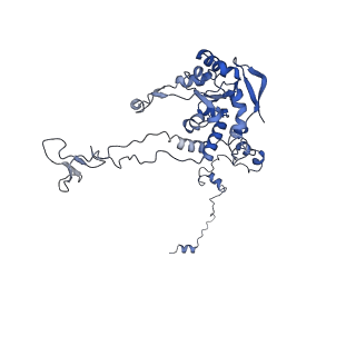 24412_8eug_C_v1-2
Ytm1 associated nascent 60S ribosome State 3