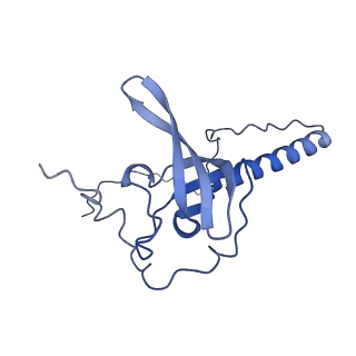 24412_8eug_T_v1-2
Ytm1 associated nascent 60S ribosome State 3